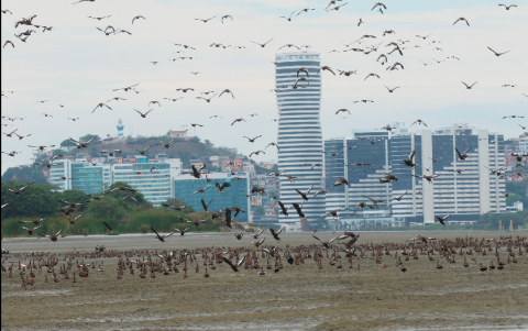 Islote. Miles de aves se posan en El Palmar y llegan hasta el aeropuerto.