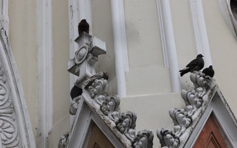 Las palomas han hecho nidos en la estructura de la iglesia.
