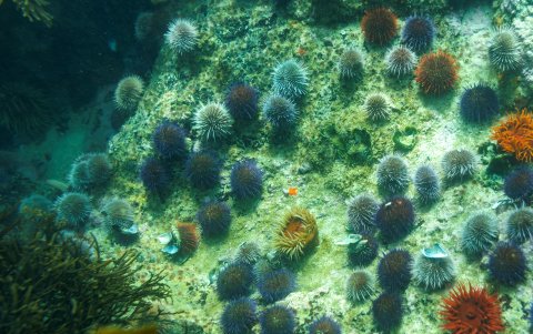 En la imagen de archivo, vista de unos erizos de mar y otras plantas marinas que viven en un bosque de quelpo (un alga marina).
