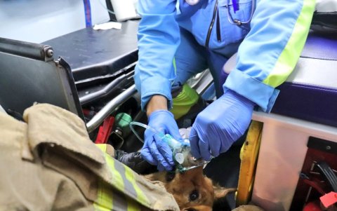 Acción. Un perro fue atendido por paramédicos de la entidad.