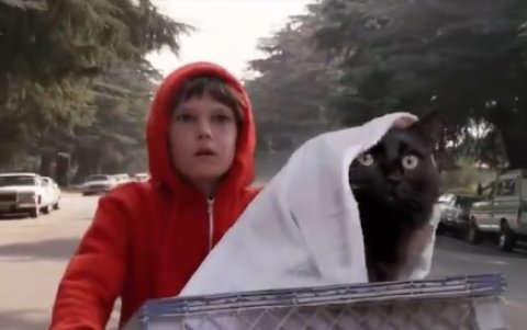 @owlkitty. Fue rescatada por un creador de videos