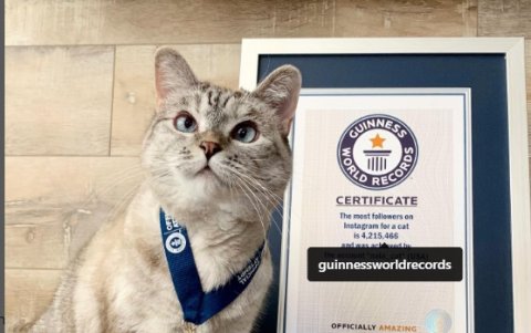 @nala_cat. Es la delicia de sus seguidores.