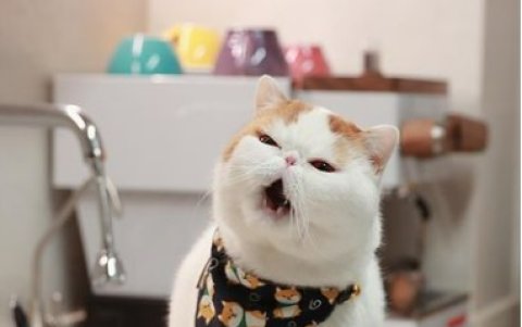 @snoooopybabe. Es lo más parecido a un peluche viviente.