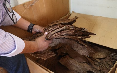 Proceso. Las hojas de tabaco llegan secas. El primer paso es humedecerlas para luego poder manipularlas y formar los cilindros a mano.