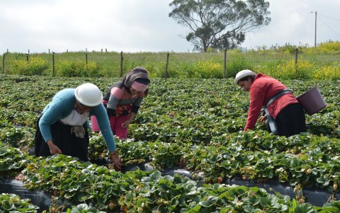 Chibuleo. Mujeres indígenas se ocupan en una parte de sus tareas diarias. Trabajan en comunidad.