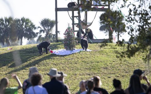 Los chimpancés permanecen en una de las islas artificiales del santuario Save the Chimps en Fort Pierce, Florida, EE. UU.