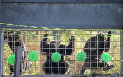 Según los operadores, Save the Chimps es uno de los santuarios de chimpancés más grandes del mundo cuya misión es proporcionar refugio y atención ejemplar a los chimpancés que lo necesitan.