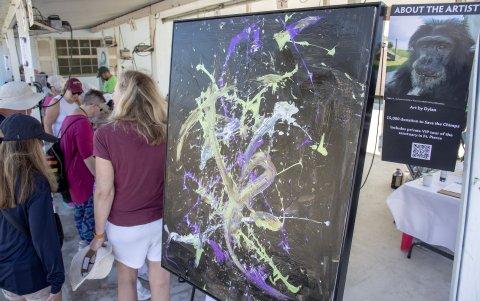 Save the Chimps presentó una exposición de 15 obras realizadas por diez chimpancés