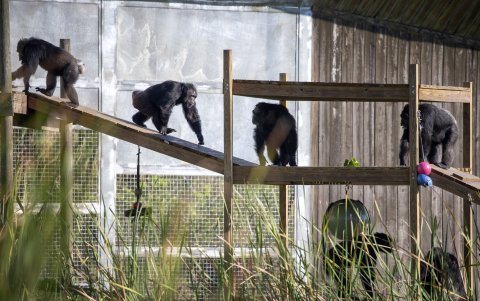 Save the Chimps ofrece cuidados de por vida para chimpancés rescatados de laboratorios de investigación, el comercio de mascotas y la industria del entretenimiento.