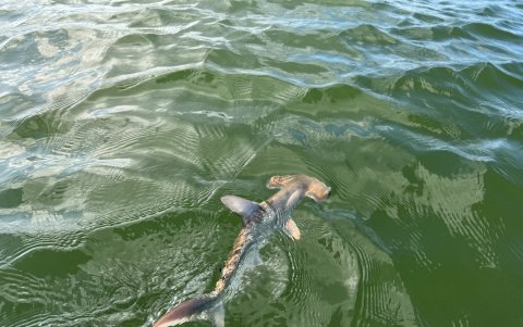 Un nuevo criadero de tiburones martillo fue descubierto en las Islas Galápagos y se suma a otras dos