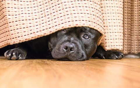 Perro asustado por el ruido