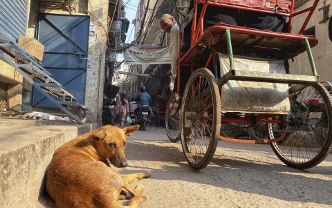 La India tiene la mayor población de perros callejeros en el mundo con 62 millones de animales sin hogar.