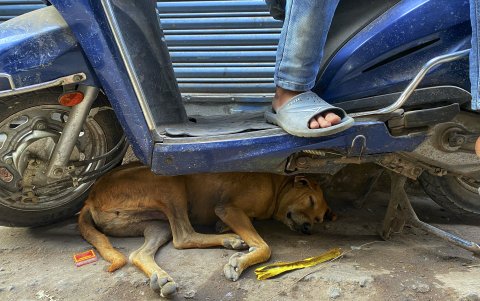 Los datos de ataques y muertes por rabia en la India repuntan por una población canina salida de control.