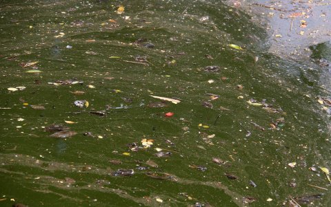 Autoridades municipales de la ciudad de Villahermosa y la Universidad Juárez Autónoma del estado mexicano de Tabasco  liberaron miles de crías de un pez que se cree erradicado en la Laguna de Las Ilusiones,  declarada en emergencia ambiental