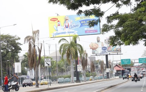 En parterres de la avenida 25 de Julio se evidencia el descuido de palmeras.