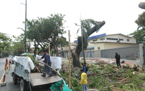 Las ramas cortadas fueron embarcadas en volquetas y trasladas a rumbo desconocido.