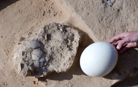 Huevo de avestruz