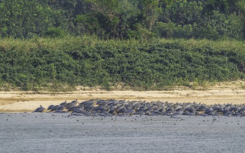 Los bancos de arena cerca del río Iténez en Bolivia y Guaporé en Brasil se volvieron 