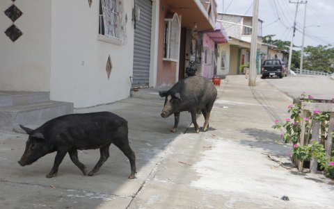 Animales. En la zona es común ver el libre tránsito de animales.