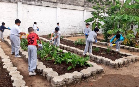 Los estudiantes de la Unidad Educativa Ileana Espinel siembran varios tipos de plantas.
