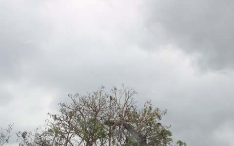 El árbol y la luminaria de la Juan de Dios Martínez y Bálsamos, en Urdesa.