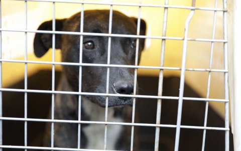 Indefenso. Sargento permanecerá en un centro de acogida canina del Municipio, donde le proveerán los cuidados y tratamientos necesarios para su recuperación