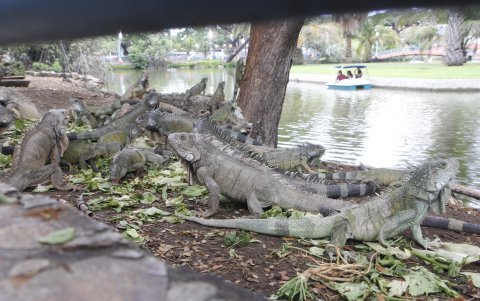 Las iguanas pasan durante la tarde cerca al pequeño lago del parque