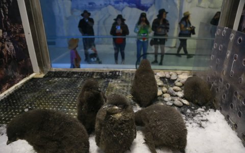 Labor. Un grupo de polluelos de pingüinos Adelia permanece en su corral, en el zoológico de Guadalajara, observado por visitantes.