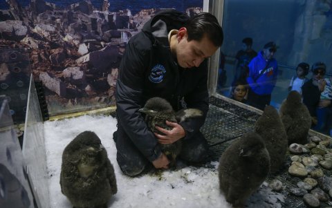 Trabajo. Ejemplares de pingüinos son alimentados por un especialista.