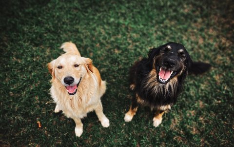 Evite entrar en pánico cuando sufren una herida.