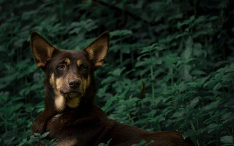 Sea precavida y vigile si en algún momento su mascota presenta estos síntomas.