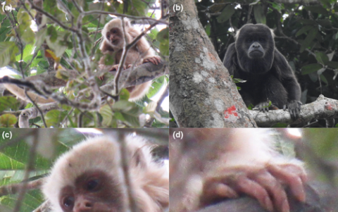 COMPARATIVA. Se evidencia la diferencia de los monos con leucismo.