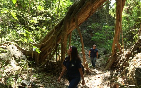 Ecosistema. Dos horas de caminata para ver a los primates.