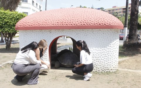 Las tortugas tienen su propio refugio para descansar en la Espol.