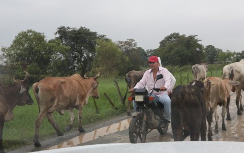 Habitantes se movilizan junto a un ganado
