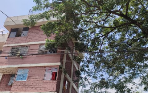 3. Invasión. Las ramas de los árboles se meten hasta el interior de los departamentos.