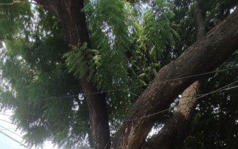 Invasión. Las ramas de los árboles se meten hasta el interior de los departamentos