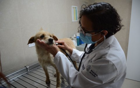 Profesionales. El personal a cargo de los animalitos son veterinarios y previo a la esterilización u otra intervención, auscultan a las mascotas para dar un diagnóstico.