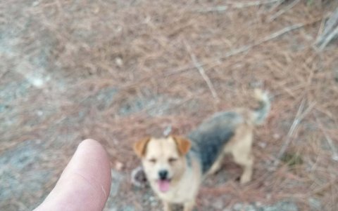 Un cazador de trufas revisa los hongos que su perro ha logrado encontrar.