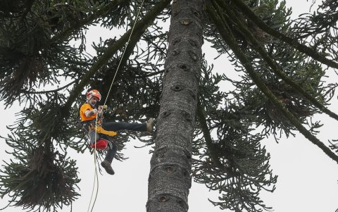 El italiano Andrea Maroè, especialista en escalar árboles gigantes, trepó este lunes una araucaria de la Plaza de la Independencia de Quito, en una acción para dar inicio a un proyecto de conservación y recuperación de árboles patrimoniales de la capital de Ecuador.