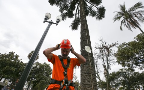 En el proyecto de intervención de Árboles Patrimoniales del Distrito Metropolitano de Quito participan la Secretaria de Ambiente y el Jardín Botánico.