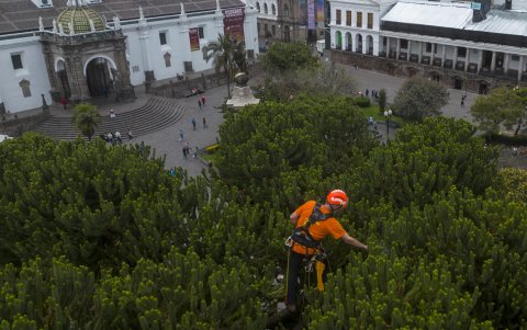 la importancia de trepar a los árboles para evaluarlos y determinar factores que no se pueden establecer desde el suelo, como el estado de salud de la copa en general, si existen plagas, roturas de las ramas, si hay daños estructurales en el tronco o en las uniones de las ramas.