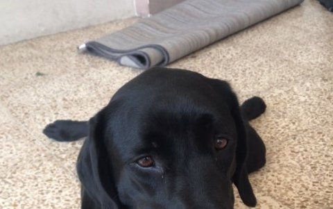 Frida está próxima a cumplir un año junto a la banda.