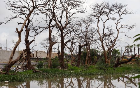 Afectación. La vegetación cercana también se ve impactada.