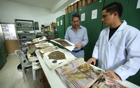 El docente Xavier Cornejo, junto a un alumno, elabora las muestras para el herbario.