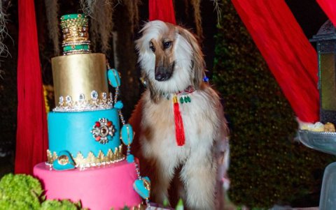 Malka es una imponente galgo afgano.