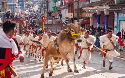 Indígenas tzotziles se preparan con toros para participar en el carnaval 