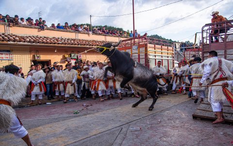 Indígenas tzotziles se preparan con toros para participar en el carnaval 