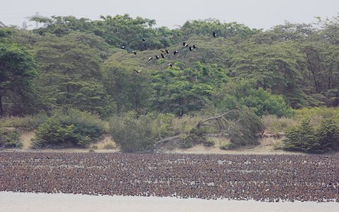 La evidente proliferación aves en el islote El Palmar preocupa también a pasajeros y expertos en aviación.