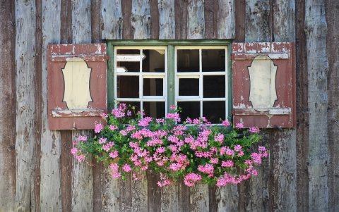 Las flores siempre son el toque perfecto para otorgarle vida a su estancia.